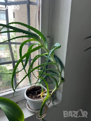Дървовидно алое (Aloe arborescens)