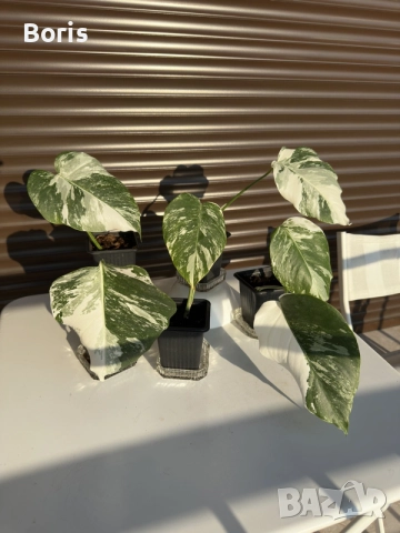Monstera Albo Variegata (Монстера Албо Вариегата)