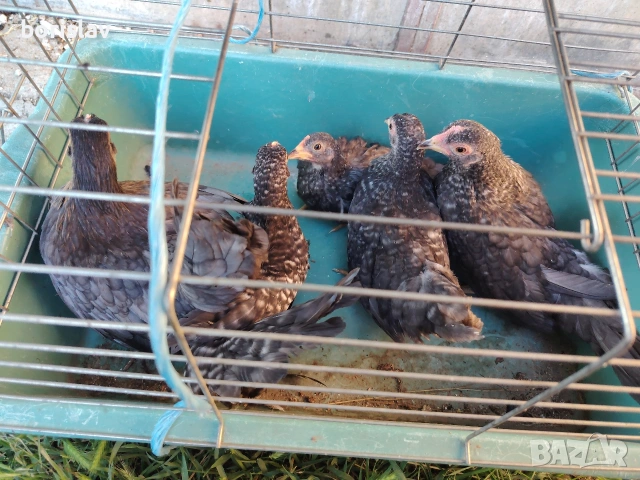 Продавам ярки шабо