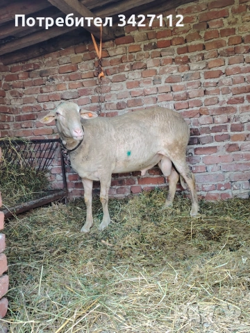 Коч ланон за дамазлък на трето мърлило , снимка 3 - Овце - 55037129