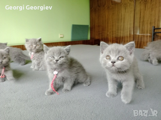 Британчета котета, снимка 5 - Британска късокосместа - 54649069