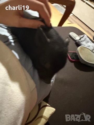 Мини виетнамски прасенца , снимка 6 - Прасета - 53968182