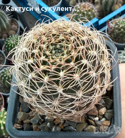 Кактус Lobivia Draxleriana червен цвят, снимка 4 - Градински цветя и растения - 54663368