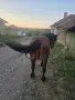 Продава се ! Много кротък , снимка 6