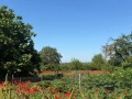 Продава се къща с голям двор в с. Щипско, община Вълчи дол, снимка 4