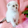 Шотландско мъжко Скоттиш Фолд , снимка 1