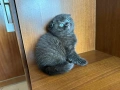 Британска късокосместа и шотландска клепоуха котка, снимка 8
