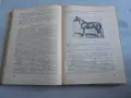 № 8697 Стара книга „Животновъдство“ – В. Груев, Земиздат, 1956 г.   , снимка 3