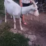 коза Сеянска 200 evr, снимка 5