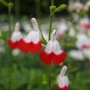 Салвия ‘Hot Lips’ , снимка 3