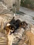 Продавам Бигъл  ., снимка 1