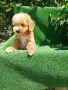 Малтипу/Maltipoo, снимка 18