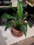 Спатифилум- 8 евро, снимка 3