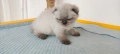 Шотландски котета, снимка 8