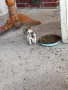 Малко кученце Чихуахуа , снимка 6