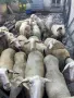 продавам млади овце, снимка 2