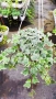  Кошница с Бръшлян Бяло чудо, Hedera helix White Wonder, студоустойчив, снимка 4