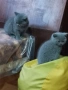 Британски късокосмести котета, снимка 2