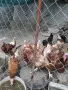 Кокошки и пилета, снимка 4