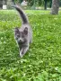 Mein Coon Мейн Кун, снимка 2