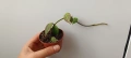 Hoya sunrise , снимка 3