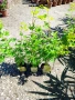 Японски клен Acer palmatum ‘Going Green’ – декоративен клен, снимка 1