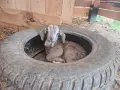 Мъжко козле Мини Нубиан (Mini Nubian), родено на 14.06.2026 г., снимка 1