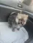 померанчета мини мини, снимка 8
