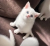 Британски късокосмести котенца, снимка 7