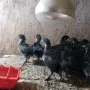Пилета Австралорп , снимка 2