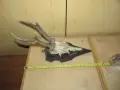 ловен трофей - рога от сръндак с поставка - лот 4 бр + 1бр. дива коза, снимка 7