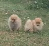 Две Пухкави Померанчета Момчета – Мини Тип Мече, Готови за Нов Дом, снимка 17