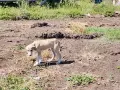 подарявам женско куче, снимка 2