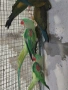 продавам папагали , снимка 1