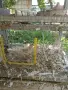 Продавам млади смеещи се гугутки (скумрудки,скумрийки), снимка 7