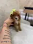 Малтипу момиченце и момченца, снимка 1