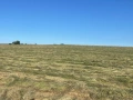 Бали сено, снимка 2