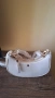 НОВА Оригинална чанта Steve Madden , снимка 2