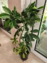 Шефлера голяма Schefflera arboricola, снимка 1