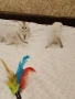 Шотландски котета ,сребърна чинчила, колорпойнт, дългокосместа котка, снимка 4