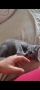  котенца британска късокосместа, снимка 3
