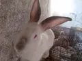 здравейте свободни зайци , снимка 1