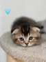 Британски и шотландски клепоухи котенца, снимка 3