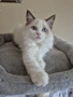 Ragdoll Paradise / Регдол котенца , снимка 5