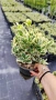 Евонимус Браво, Euonymus japonicus Bravo, снимка 10