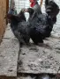 Продавам ярки шабо, снимка 2