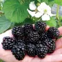 Преси диви къпини , снимка 1
