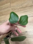 Hoya Хоя Latifolia Big Green Leaves , снимка 2