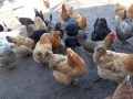 Селски кокошки, снимка 7