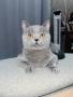 Котета Шотландски Фолд и Котета Британка Късокосместа , снимка 10